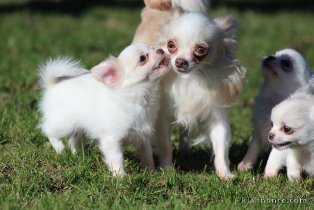 magnifique chiot chihuahua femelle a donner 
