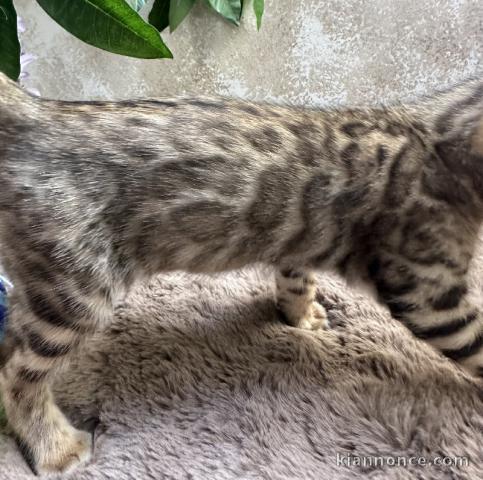 je donne chaton Bengal urgent 