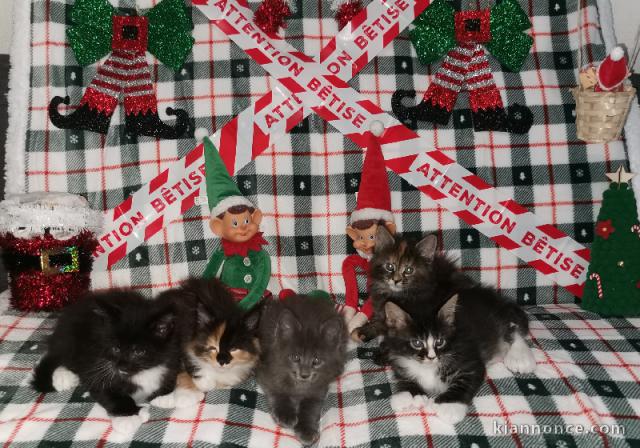 bébé chaton maine coon disponible 