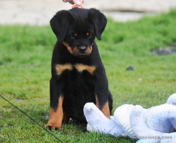 je donne chiot rottweiler mâle 
