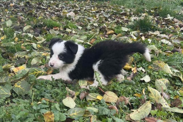 magnifique chiot border collier a donner 
