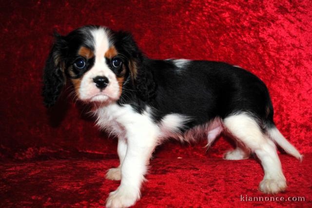 bébé chiot cavalier king charle femelle a donner 
