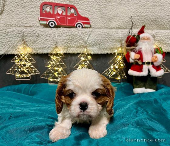 magnifique chiot cavalier king charle disponible 