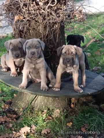 je donne chiot Cane Corso disponible 