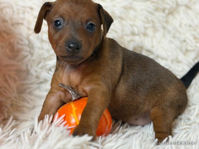 je donne chiot puncher nain 