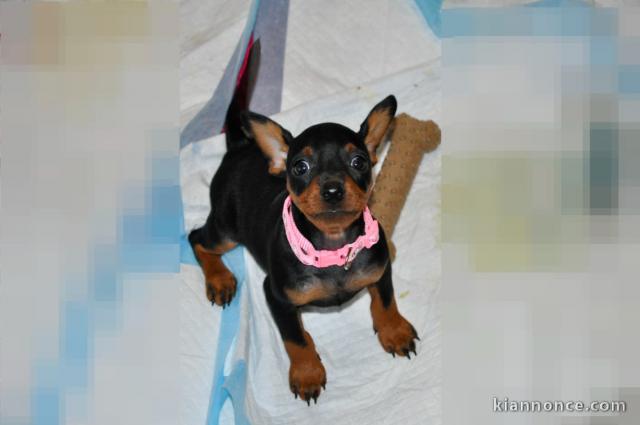 Adorable pinscher nain disponible 