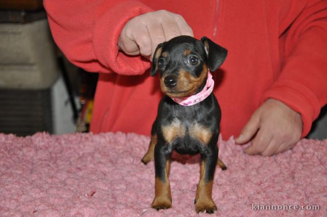 J donne chiot pinscher nain 