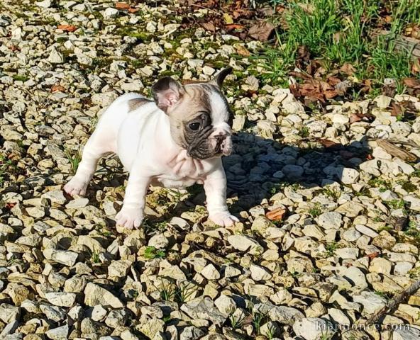 Chiot bouledogue français adorable 