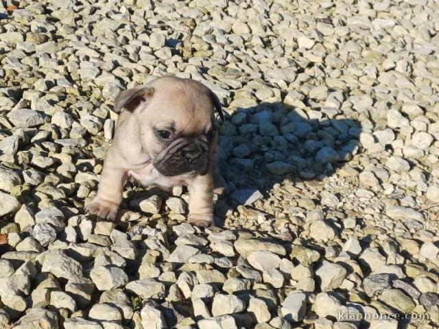 Adorable chiot bouledogue français 