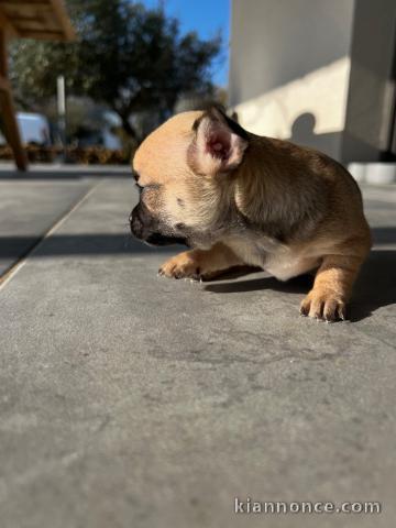 Je donne chiot chihuahua femelle 