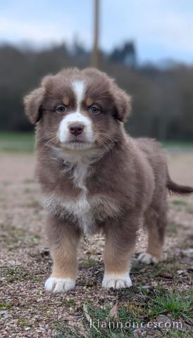 Chiot berger australien magnifique 