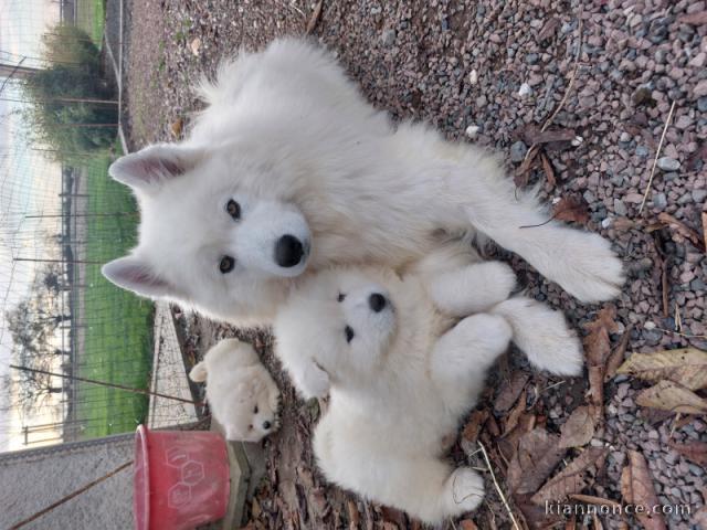 Annonce chiot samoyède 