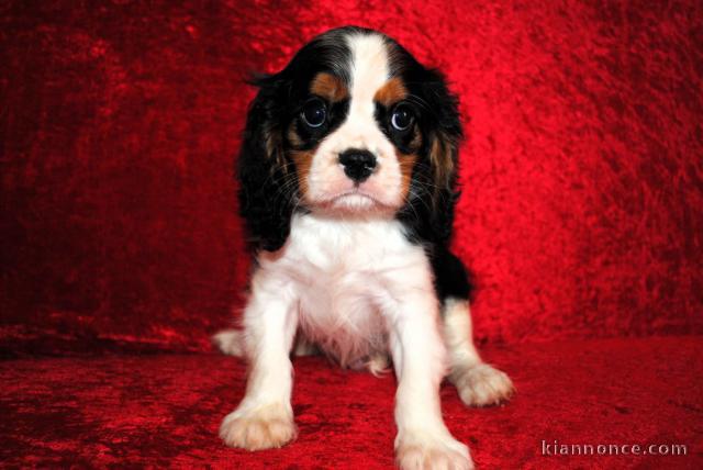 Chiot husky cavalier king charle 