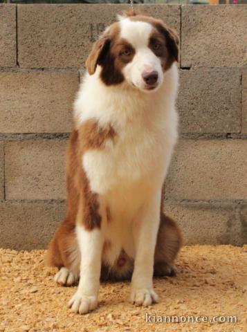 chiot berger australien disponible pour adoption 