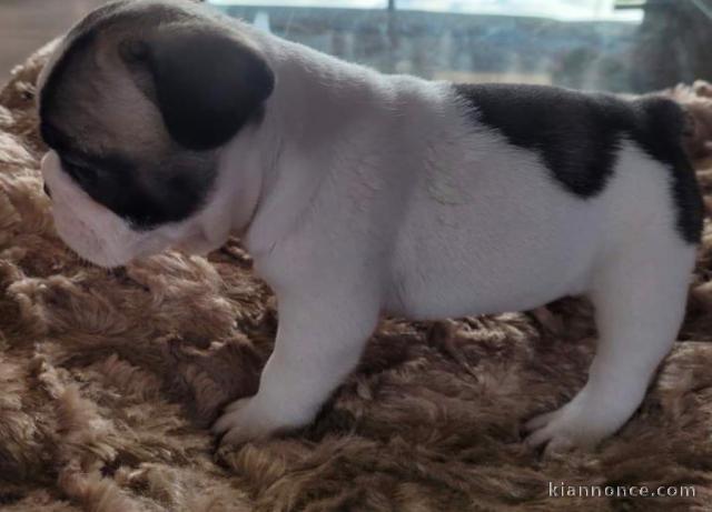 chiot bouledogue français à donner 