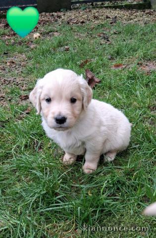 magnifique chiot golden retriever mâle a donner 