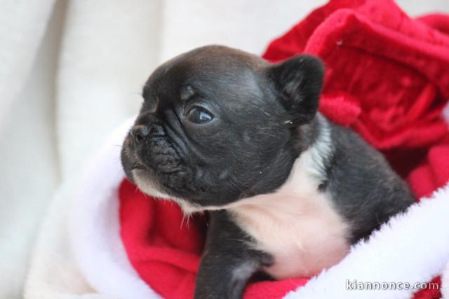 chiot bouledogue français à donner 