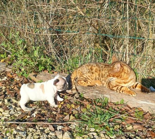 magnifique chiot bouledogue français 