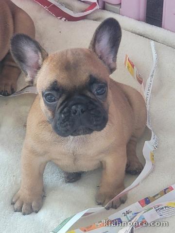 adoption chiot bouledogue français 