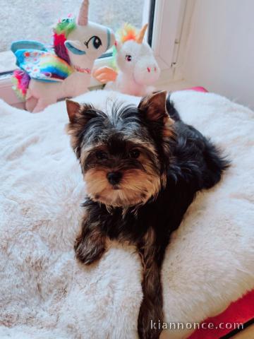 je donne chiot York femelle 