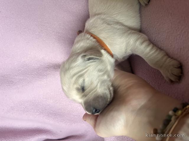 magnifique chiot golden retriever mâle donner 