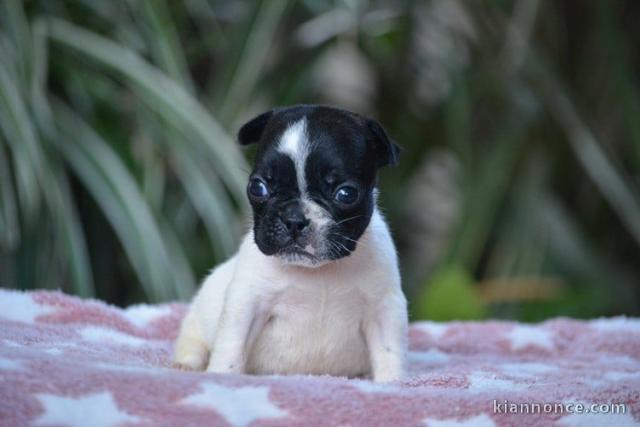 bébé chiot bouledogue français disponible 
