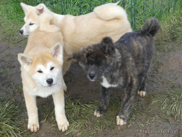 chiot Akita inu a donner 