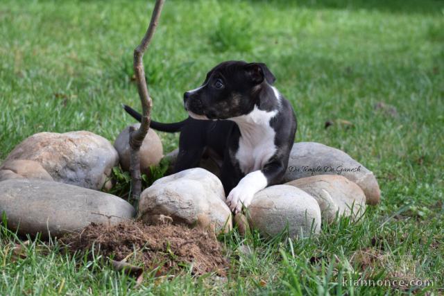 magnifique chiot staffie disponible 
