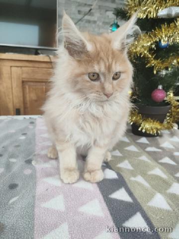 chat Maine coon et disponible 