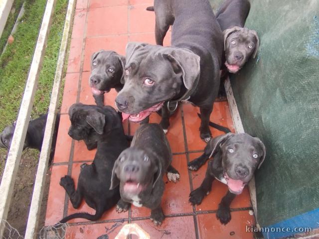  Femelles Cane Corso + de 3 mois – Disponibles (non LOF)
