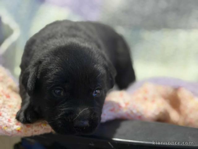 bébé chiot labrador retriever 