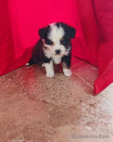 magnifique chiot berger disponible pour adoption 