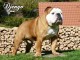 3 étalon bulldog anglais dispo pour saillie