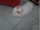 Chaton persan crème tabby loof