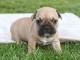 a donner contre bon soins deux chiot bouledogue français