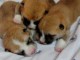 chiots Bull Terrier a donner 