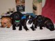 Staffordshire Bull Terrier dit staffie