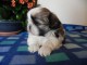 Chiot Shi non lof a donner