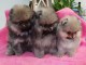 Magnifiques Chiots Spitz Nain Poméranien Pure Race