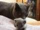Superbes Chatons Chartreux Pure Race Pedigree