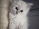  Chaton femelle de type Sibérie 