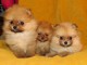 spitz nain a auvergne 