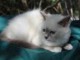 MAGNIFIQUE CHATONS SACRÉ DE BIRMANIE