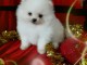 Magnifiques Chiots Spitz Nain Poméranien Pure Race