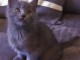 MAGNIFIQUES CHATON CHARTREUX