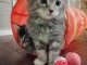 2 Chatons Maine Coon LOOF (A DONNER) Mâle et Femelle