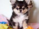 Adorable chiots  chihuahua