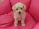 Chiot Caniche adorable