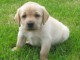 bébé chiot labrador 3 mois 