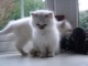  chatons de race Sacré de Birmanie
